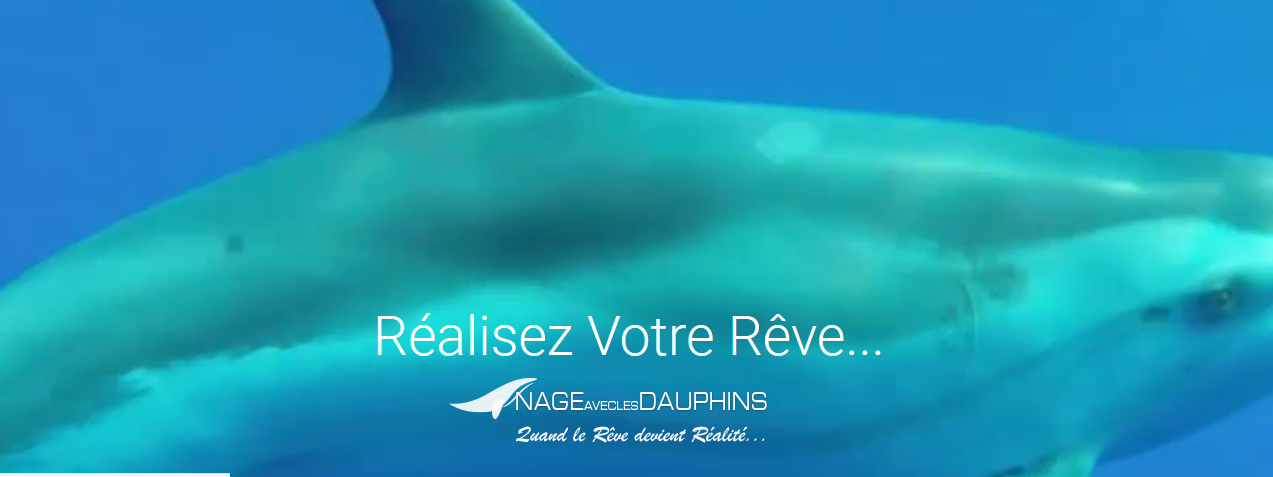 Nager avec des dauphins ? Étonnement, joie et émotion inoubliables !